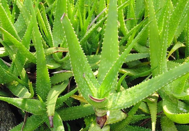 estratto di aloe vera fatto in casa