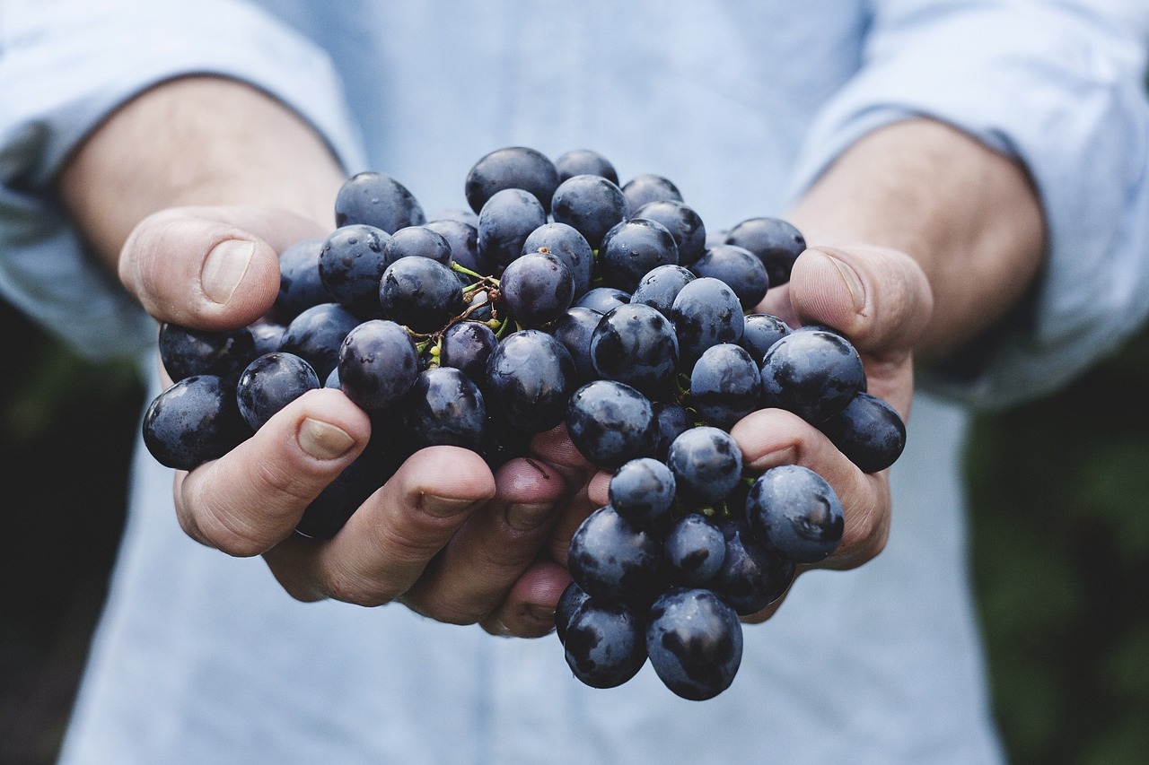 Vendemmia 2019 Meno Uve In Italia Ma Prezzi Stabili Sicilia Agricoltura