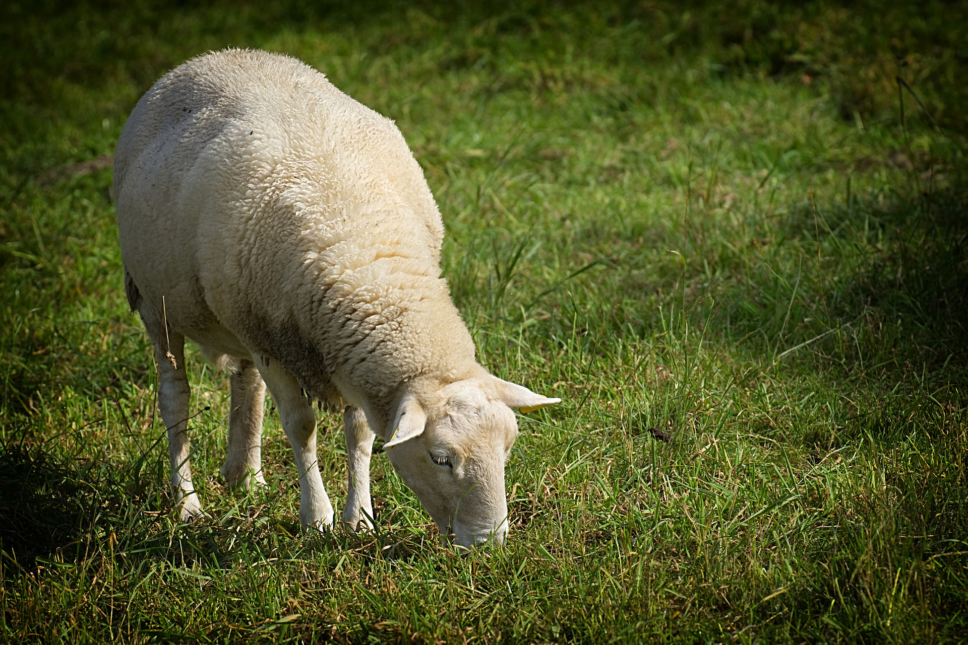 Ягненок не ест. Овца. Барашки на лугу. Ягненок ест траву. Баран на траве.