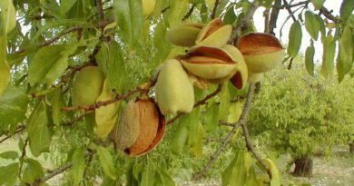 Mandorle di Avola