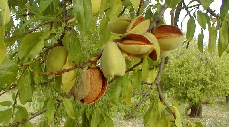 Mandorle di Avola