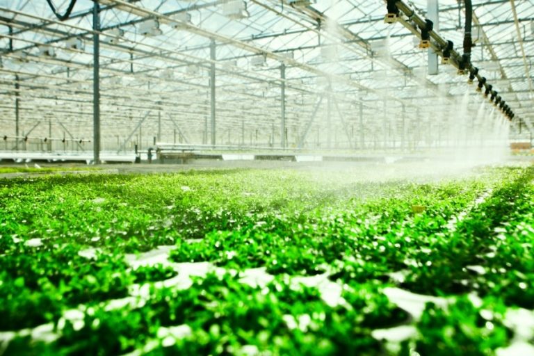 SMART Organico CO2 Sacchetti coltura idroponica crescere i rendimenti di grandi dimensioni 5-15 m² area come espira 
